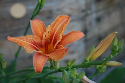 Bloomed Orange Flowers...