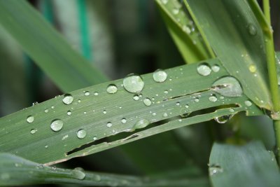 Rain Drops...