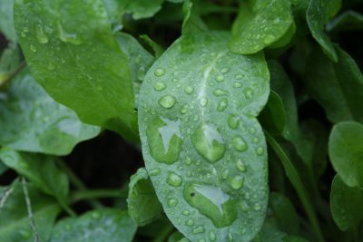 Rain Drops...