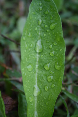 Rain Drops...