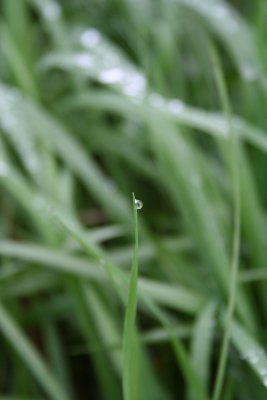 Rain Drop Tipped the Leaf...