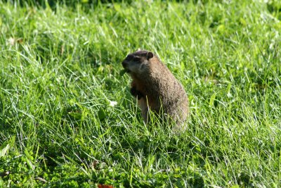Wood Chuck Standing up Eating