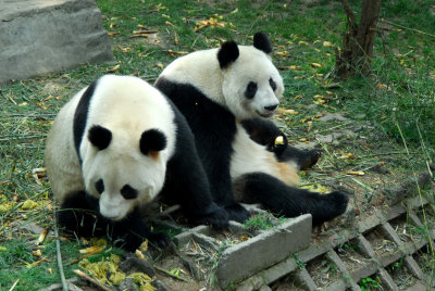 Chengdu Pandas