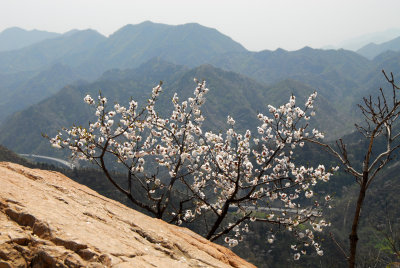 Spring at the Great Wall