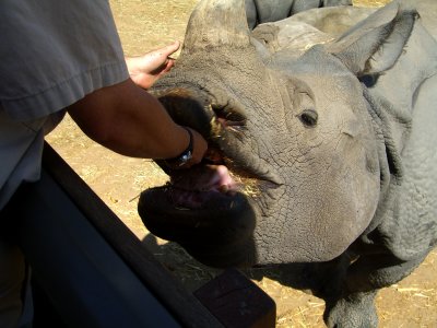 San Diego - feeding the Rhino