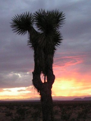Desert cactus