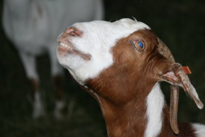 Smilin' Goat