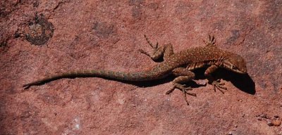 Colorful Desert Lizard - Nice Camouflage