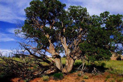 Love the trees!