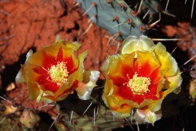 Unusual Cactus Flower Colors