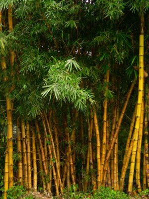 Stand of Bamboo in Panama