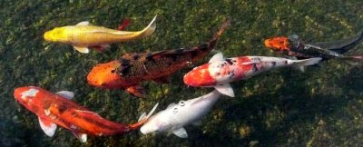 Colorful Koi