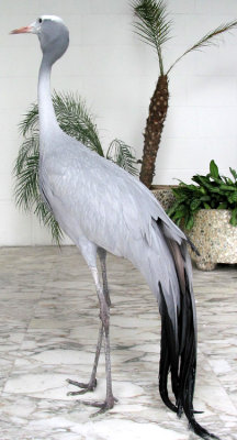 Heron at Heron's Palace, Panama
