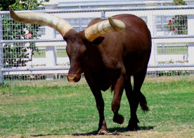 Watusi!