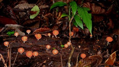 Some of the Little Things - Wild Mushrooms