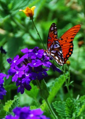 Found Some Butterflies... at Last!!!  :)))