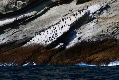 Resting Cormorants at the Coronado Islands