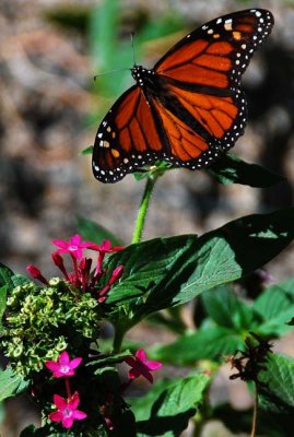 So Happy to Find Some Butterflies!! :))))