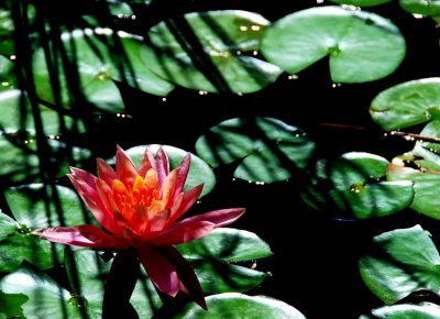 Drama in the Lily Pond