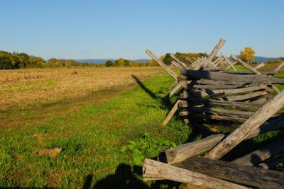 The Cornfield