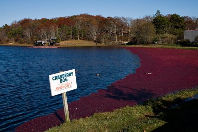 Cranberry Harvest 2006