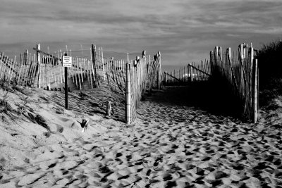racepointbeach3_bw copy.jpg