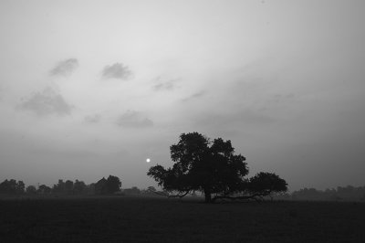 sunrise and tree