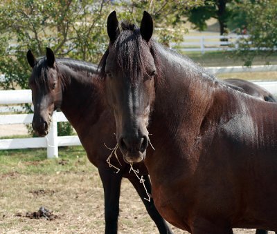 Kentucky Horse Park