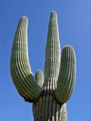 An enormous Saguaro cactus