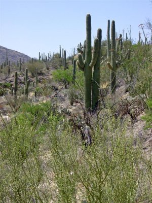 A cactus forest in the Saguaro National Park