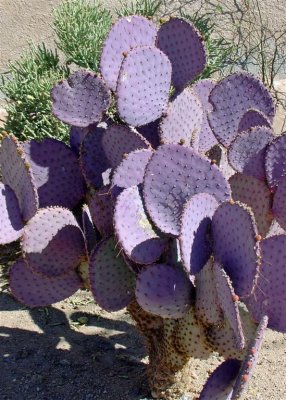 A purple cactus (really)