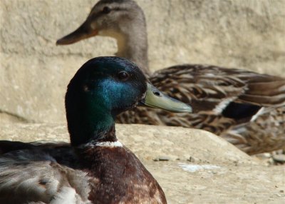 Passing ducks at Percy Priest Dam