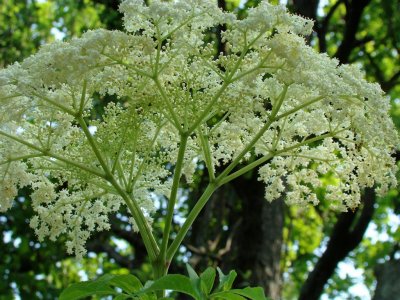Queen Ann's Lace on the greenway