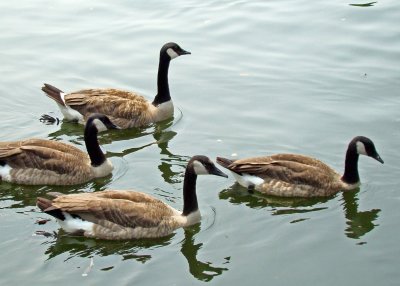 Leading the line at  the Centennial Park pond