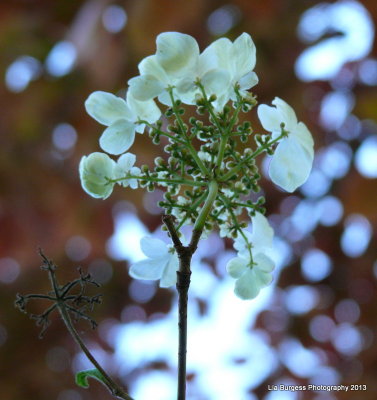 Lacy tree flower