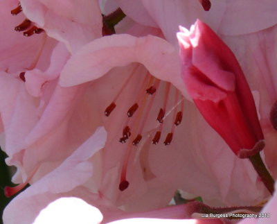 Rhododendrum