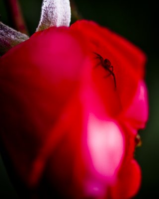 Rose-spider-6387.jpg