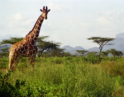 GiraffeJan07.jpg