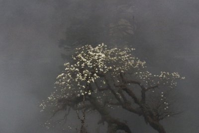 Magnoia in the mist