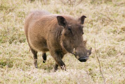 Warthog