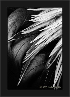 Tail Feathers (BW)