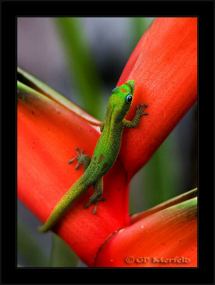 Gecko On Heliconia
