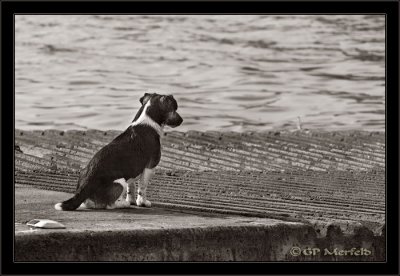 Dog On Pier 