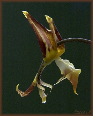 Gongora tricolor