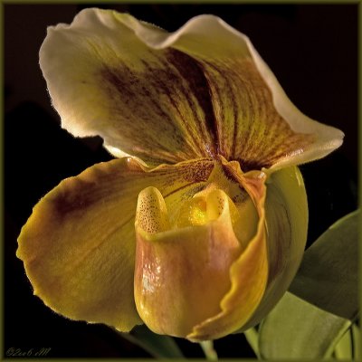 paphiopedilum