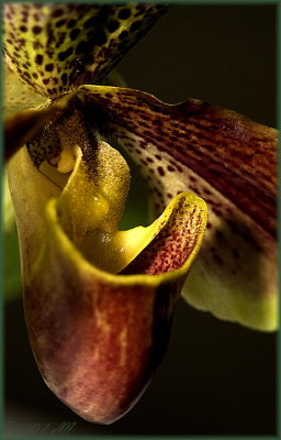 Paph. Normandy 'Odin' x Spotglen 'Doodlebug'