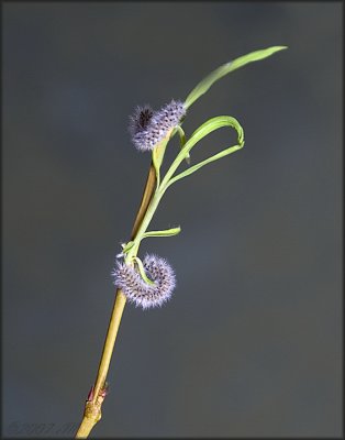 lavender willow