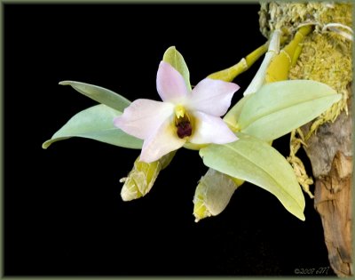 Dendrobium trantuanii