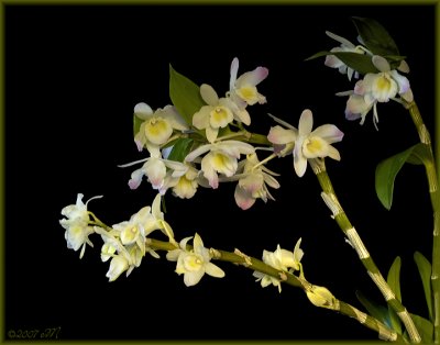 Dendrobium  Spring Dream 'Kumiko'