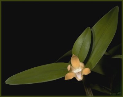 Dendrobium gracilicaule